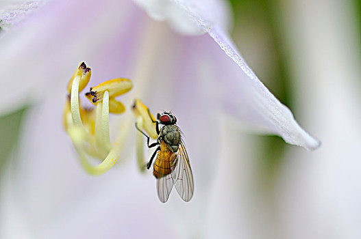 飞虫,花