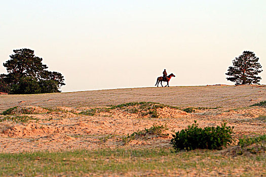 荒野,沙丘,牧马人