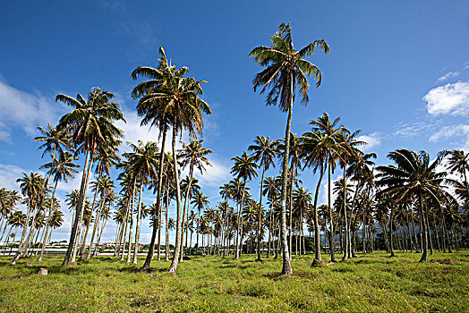种植园,椰树,椰,塔希提岛,法属玻利尼西亚,大洋洲