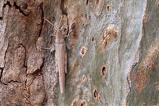 蝗虫,坐,保护色,树皮,桉树,北领地州,澳大利亚
