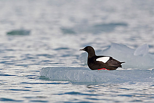 黑色,海雀,成年,坐,浮冰,斯匹茨卑尔根岛,斯瓦尔巴特群岛,挪威,欧洲