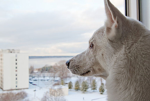 白色,狗,看,室外,窗户