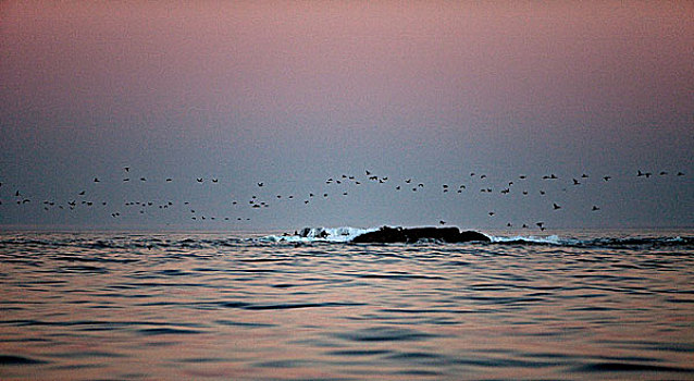 日落,海豹岛,福尔斯湾,南非