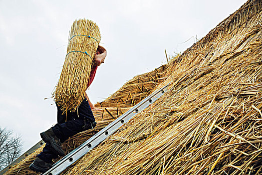 茅屋匠,稻草,向上,屋顶