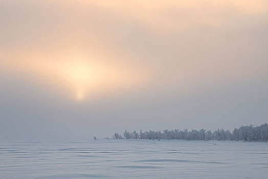 黎明,雾气,雪景,拉普兰,芬兰,欧洲