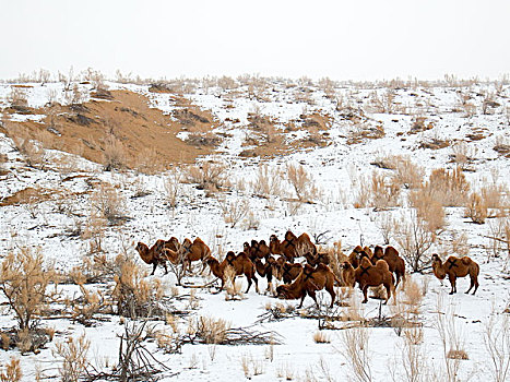 沙漠雪地骆驼
