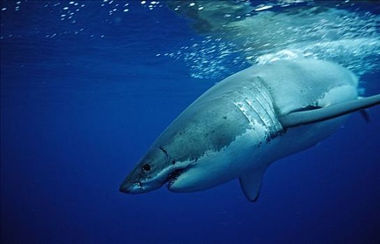 大白鲨,沙鲨属,水,瓜德罗普岛,墨西哥,侧面