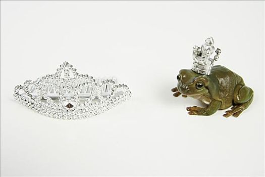 青蛙,王子,皇冠
