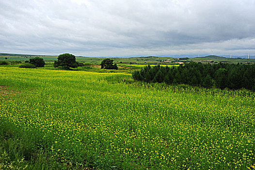 承德,坝上,草原,花海,原野,开阔,河流,植被,牧场