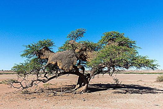 鸟窝,交际,树,卡拉哈里沙漠,纳米比亚,非洲