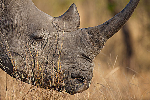 白犀牛,禁猎区,南非