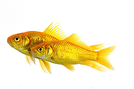 金鱼,金黄色,成年,白色,背景