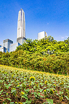 深圳城市景色