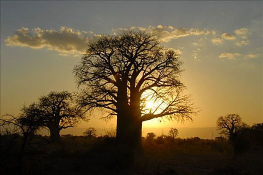 猴面包树,大草原,日落,塔兰吉雷国家公园,坦桑尼亚