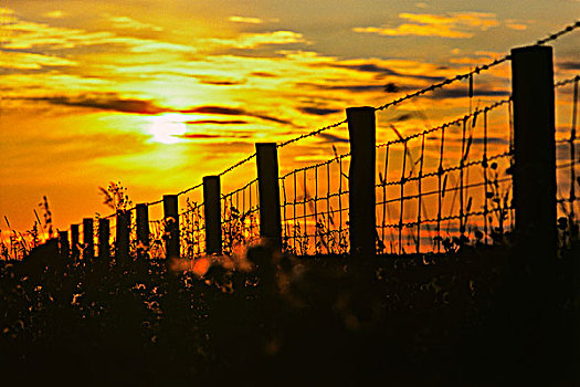 刺铁丝网,栅栏,黄昏,艾伯塔省,加拿大