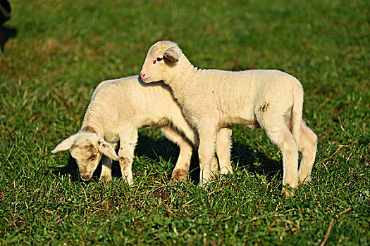 头像,羊羔,绵羊,牧场,春天,普拉蒂纳特,巴伐利亚,德国
