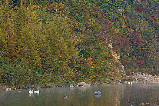 湖,水面,雾气,蒸腾,白雾,水蒸气,缥缈,仙境,灵性,家禽,鸭子,鹅,游动,自在,安静,自然,风光