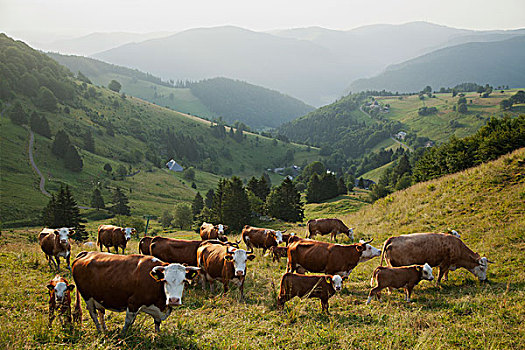 赫里福德,菜牛,放牧,草场,靠近,黑森林,德国