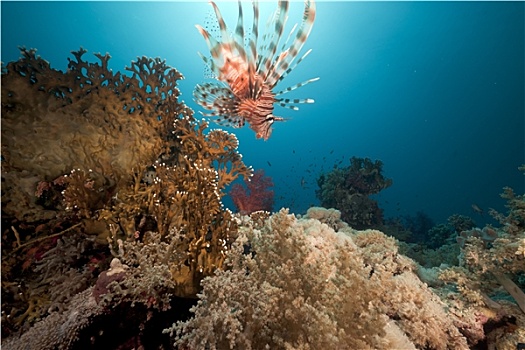 蓑鲉,珊瑚,红海