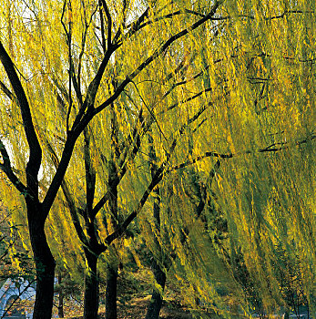 北京紫竹院公园