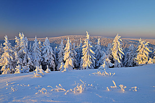 雪,遮盖,针叶树,树,图林根州,德国