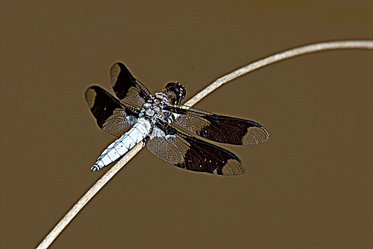 普通,蜻属,雄性,不列颠哥伦比亚省,加拿大