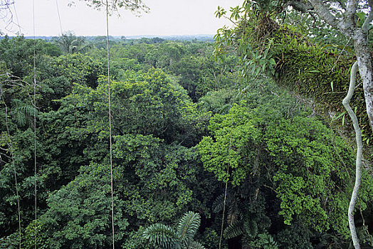 厄瓜多尔,亚马逊盆地,靠近,雨林,树荫,树上