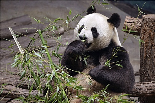 大熊猫,吃,竹子