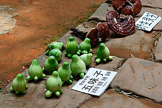 中医药,药材,植物