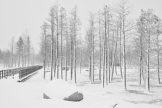 雪景