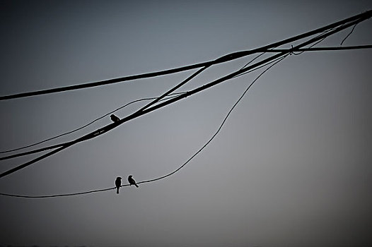 鸟,电线