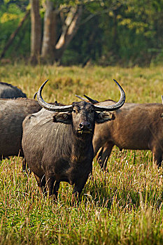 野生,水牛,草地,卡齐兰加国家公园,印度