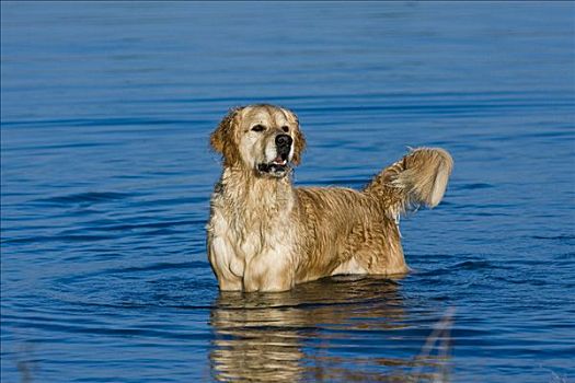 金毛猎犬,站立,水