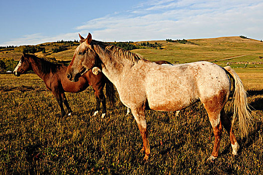 马,站立,草原,萨斯喀彻温,加拿大