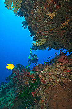 潜水,靠近,大,软,水下,拱形,黄色,雀鲷,贝卡岛,南方,维提岛,斐济,南太平洋