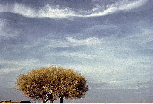树,阴天,南非