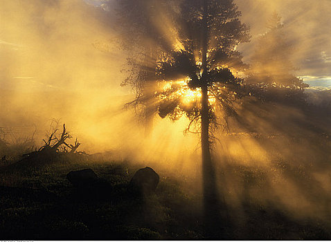 树,薄雾,日出,黄石国家公园,怀俄明