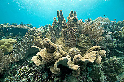 鱼缸,珊瑚,宿务岛,菲律宾,亚洲,太平洋