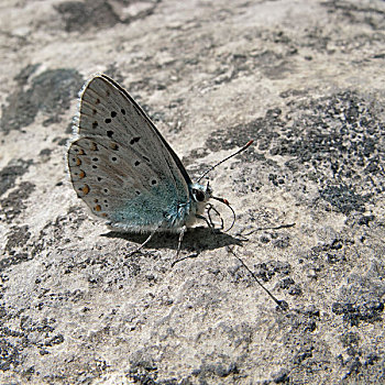 蝴蝶,坐,石头