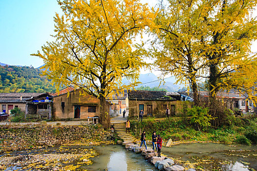 秋色,银杏,山村