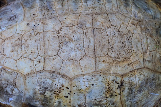 乌龟壳花纹图片图片