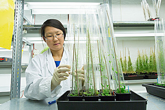 女性,科学家,看,植物,样品,温室,实验室
