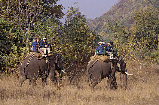 印度,班德哈维夫国家公园,游客,大象