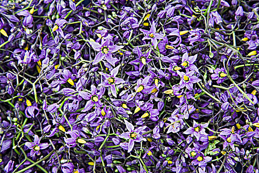 收获,紫色,花,南蛇藤,茄属植物