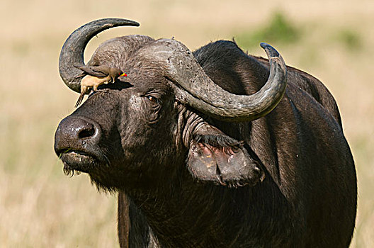 黄色,帐单,南非水牛,非洲水牛,马赛马拉国家保护区,肯尼亚