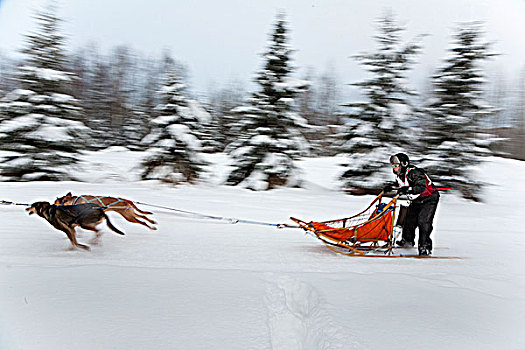 比赛,雪橇狗,阿拉斯加,冬天