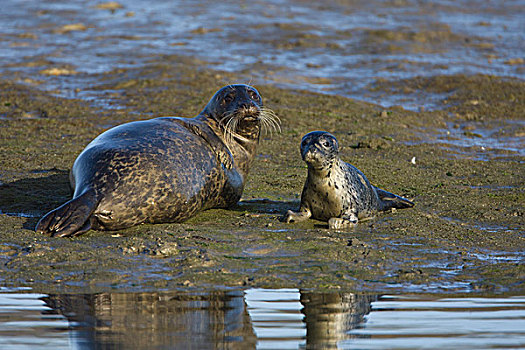 斑海豹,母亲,两个,星期,老,幼仔,蒙特利湾,加利福尼亚