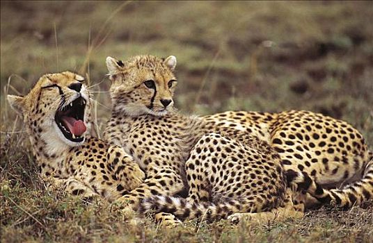 印度豹,猎豹,母兽,幼兽,猫科动物,哺乳动物,区域,塞伦盖蒂国家公园,坦桑尼亚,非洲,动物