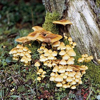 蘑菇,德国,欧洲
