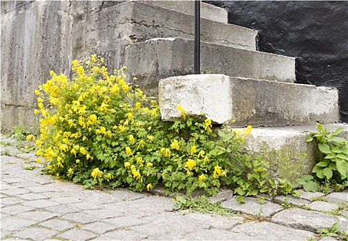 黄花,石头,台阶
